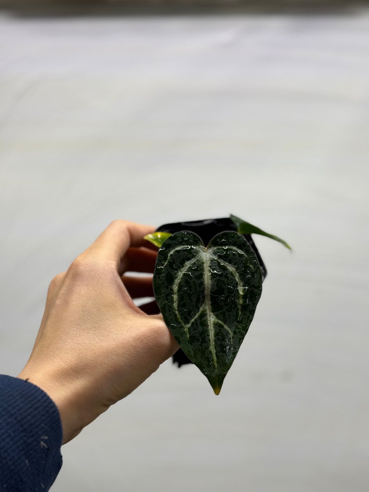 Anthuroom】Anthurium carlablackiae seedling (RA5 x RA10 x Scott Anthuroom】Anthurium carlablackiae seedling (RA5 x RA10 x Scott