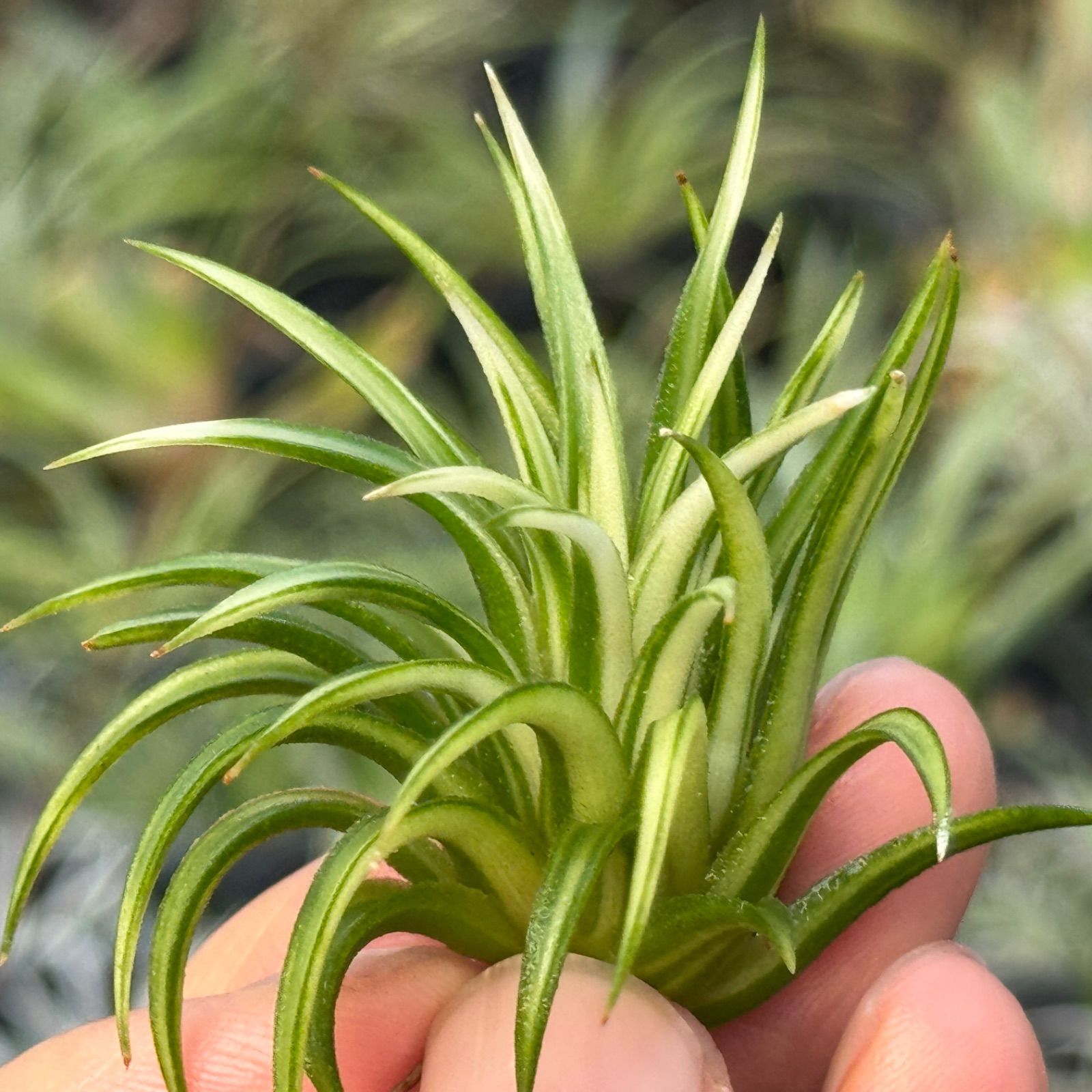エアプランツ　チランジア　イオナンタ　アルボマージナータ チランジア ／ イオナンタ アルボマージナータ (T.ionantha 'Albo-Margi
