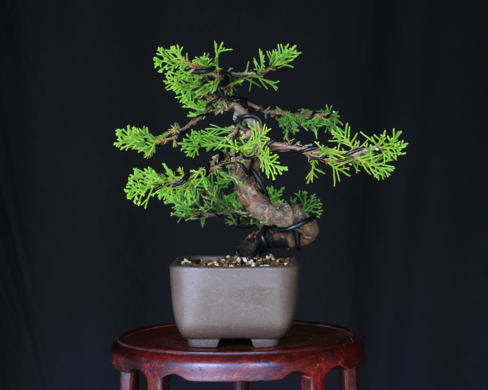 糸魚川真柏（捻転幹・ジン・シャリ）【泰寿園 Online】現品 一点物 真