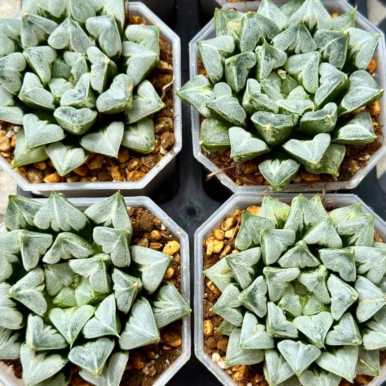 ハオルチア ハオルシア 多肉植物 ラブハート錦 超美株 極上斑 3 Yahoo