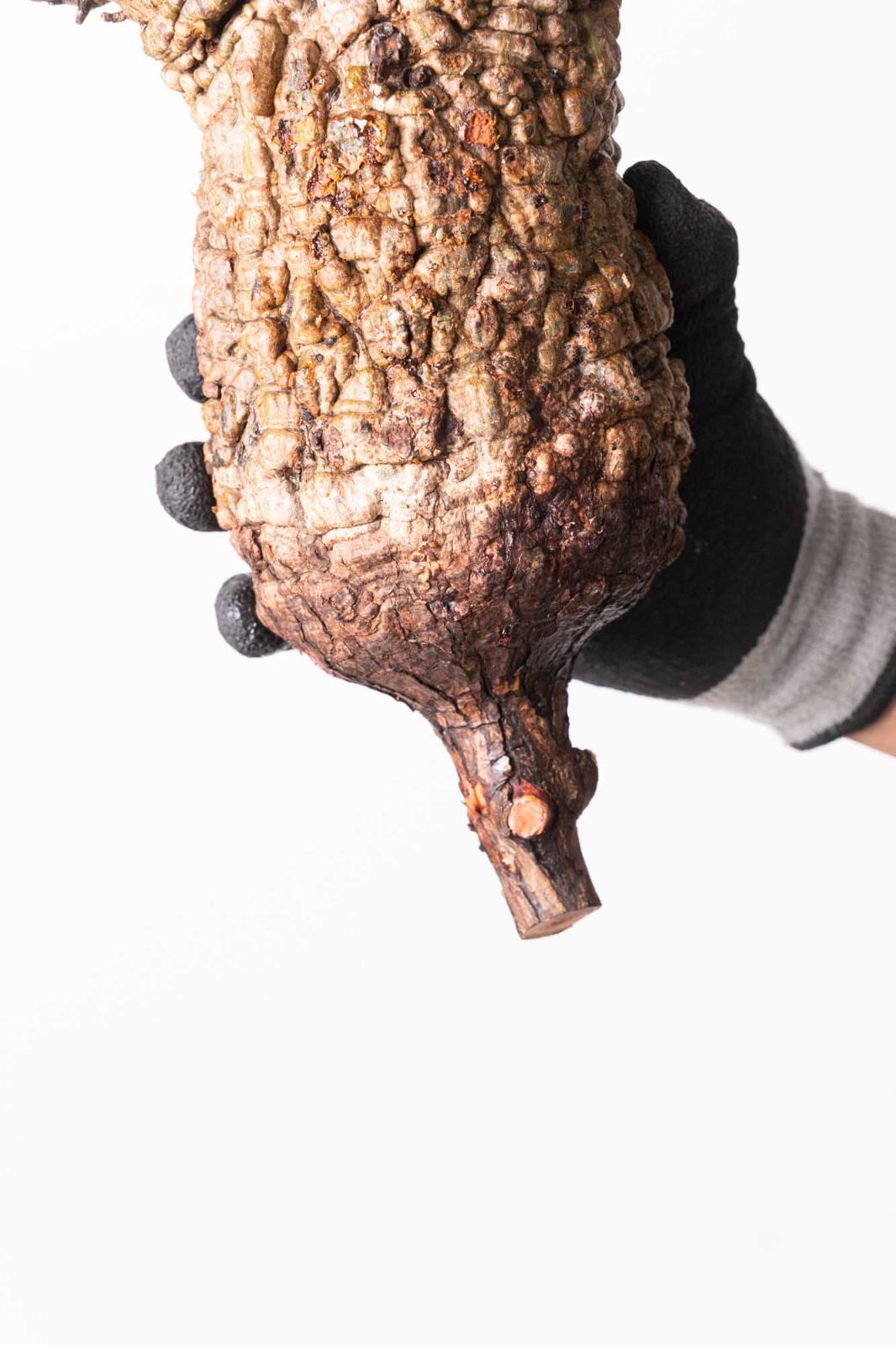 MP240 オペルクリカリア パキプス コーデックス ベアルート株 - メルカリ