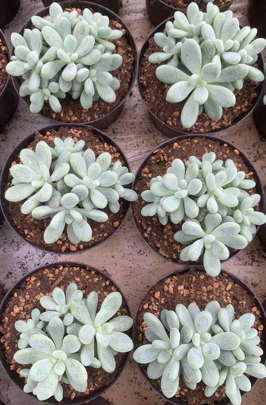 24株の抜き苗セット グリーンローシン 多肉植物 佐川急便発送 エケベリア 韓国苗 LX64 STEELWINDOWSANDDOORS_COM