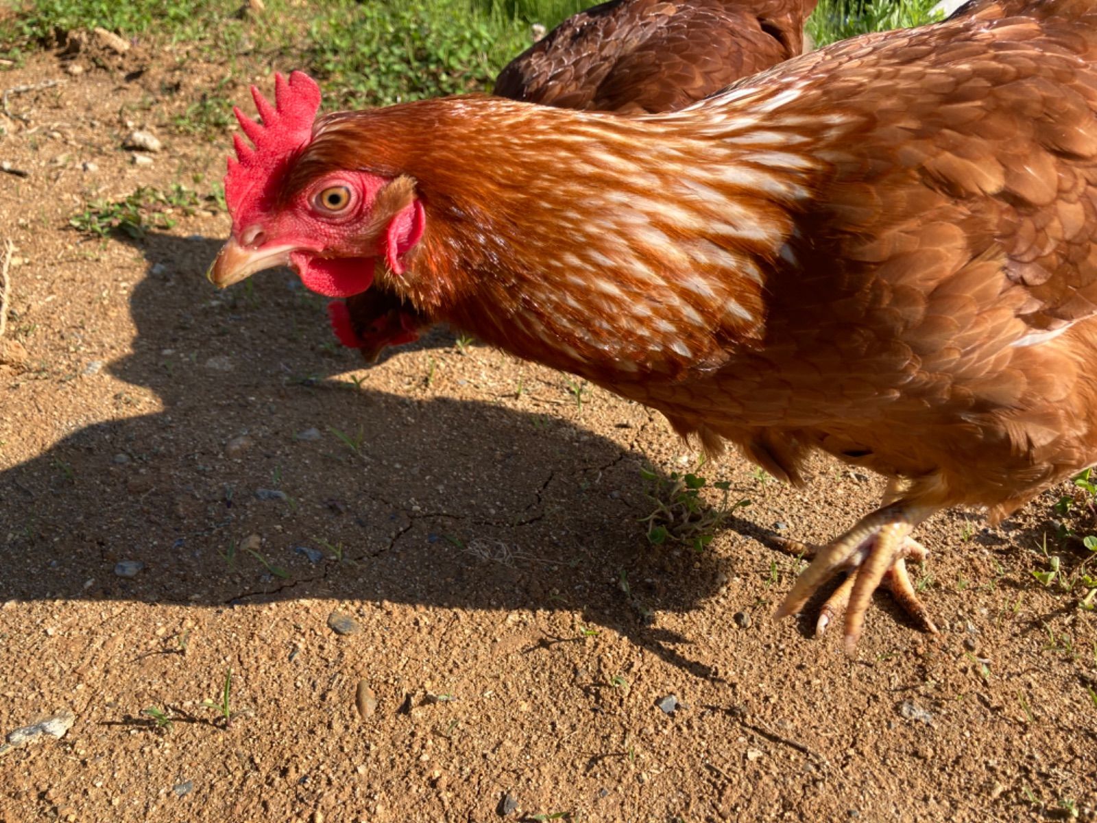 純国産鶏もみじ 平飼い卵 30個 - メルカリ