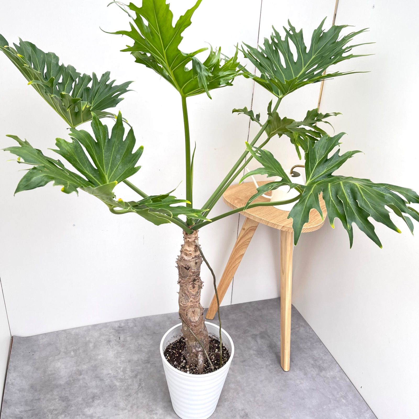 フィロデンドロン セローム 幹上がり 3 現品 観葉植物 室内 大型