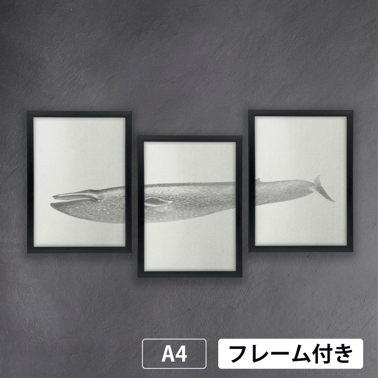 シロナガスクジラ (Blue Whale)　ボストン自然史協会で朗読された回想録　生物多様性遺産図書館から　A4 荒い麻布の風合い アートポスター【フレーム付3枚セット】《AS》