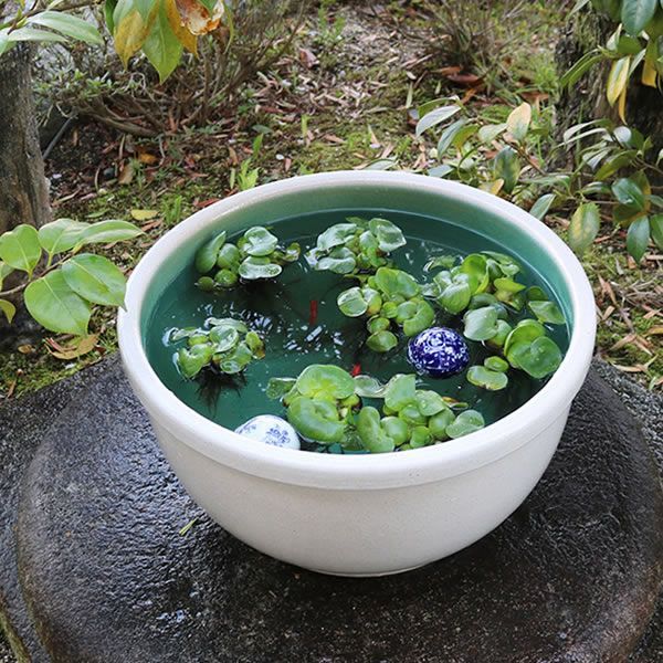 信楽焼 陶器 水鉢 メダカ鉢 金魚鉢 睡蓮鉢 15号白カスミ水鉢 su-0256