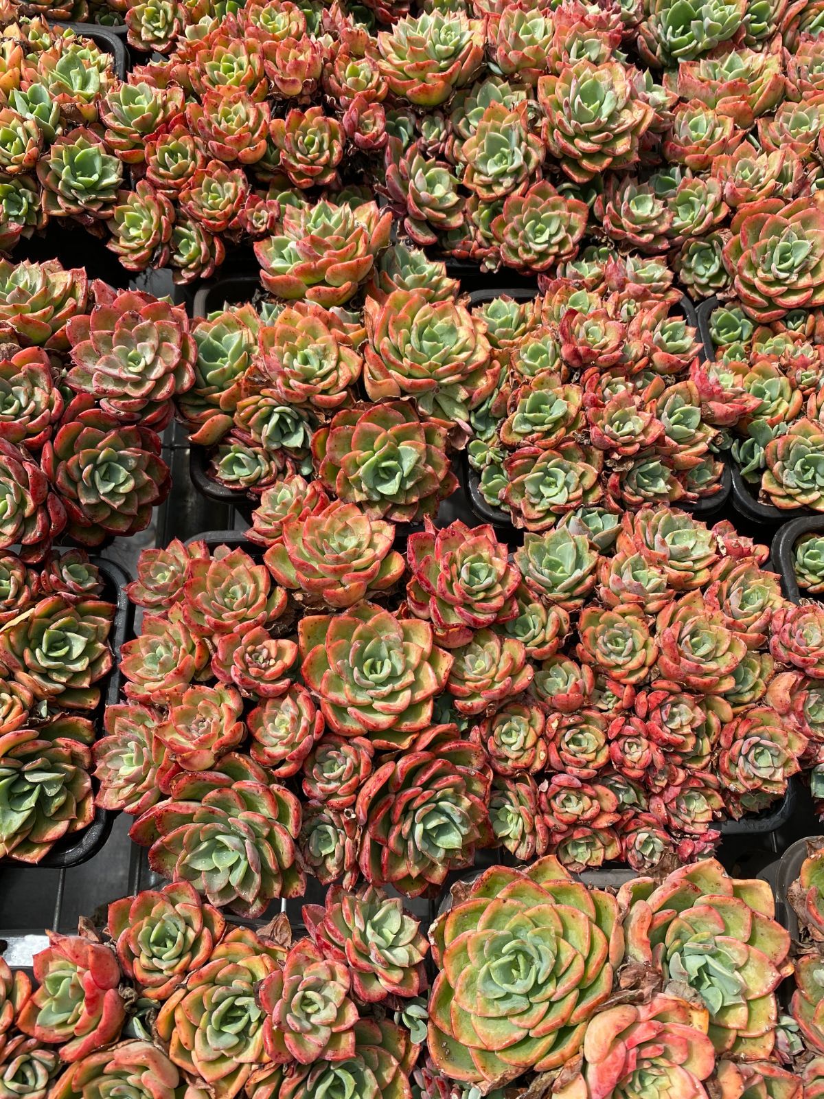 楽天市場】多肉植物 O'sエケベリア クスピダータメンチャカ