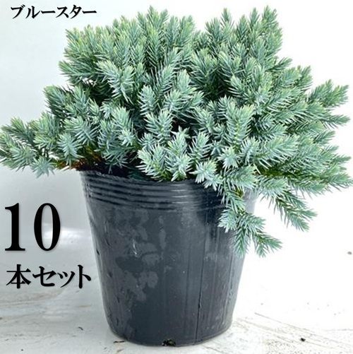 10本セット ブルースター葉張り20cm前後15cmポット