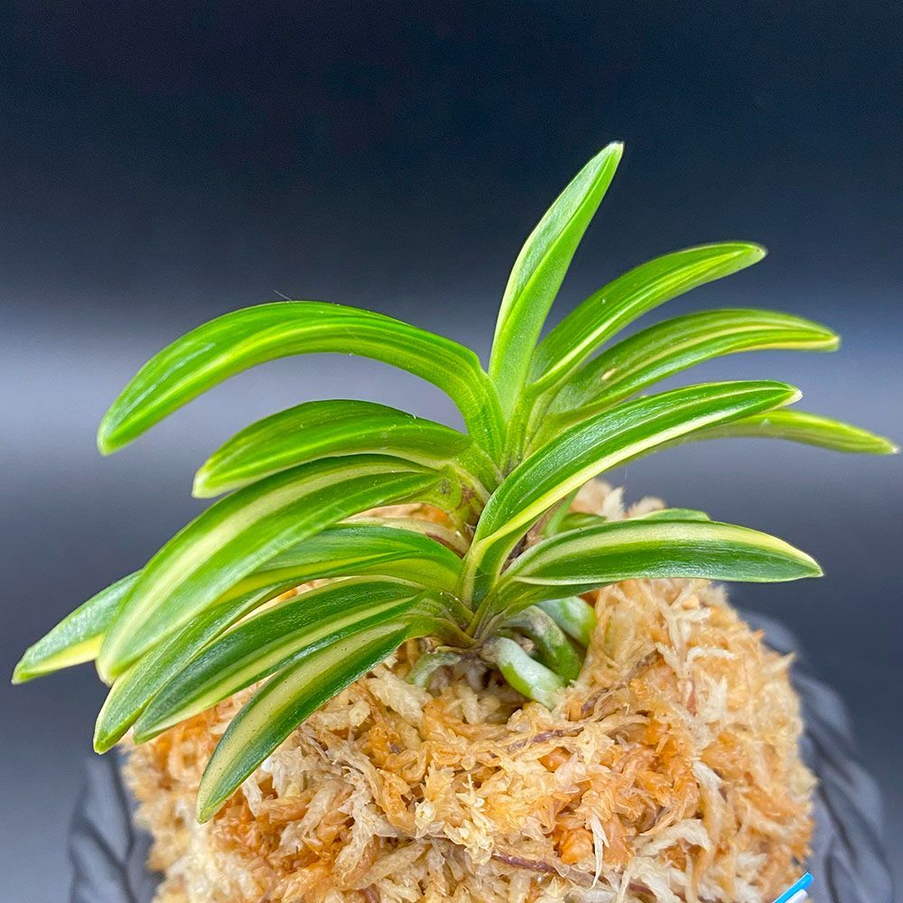 富貴蘭 風蘭 蘭 大鷹丸縞 おおたかまるしま 3本立 T715