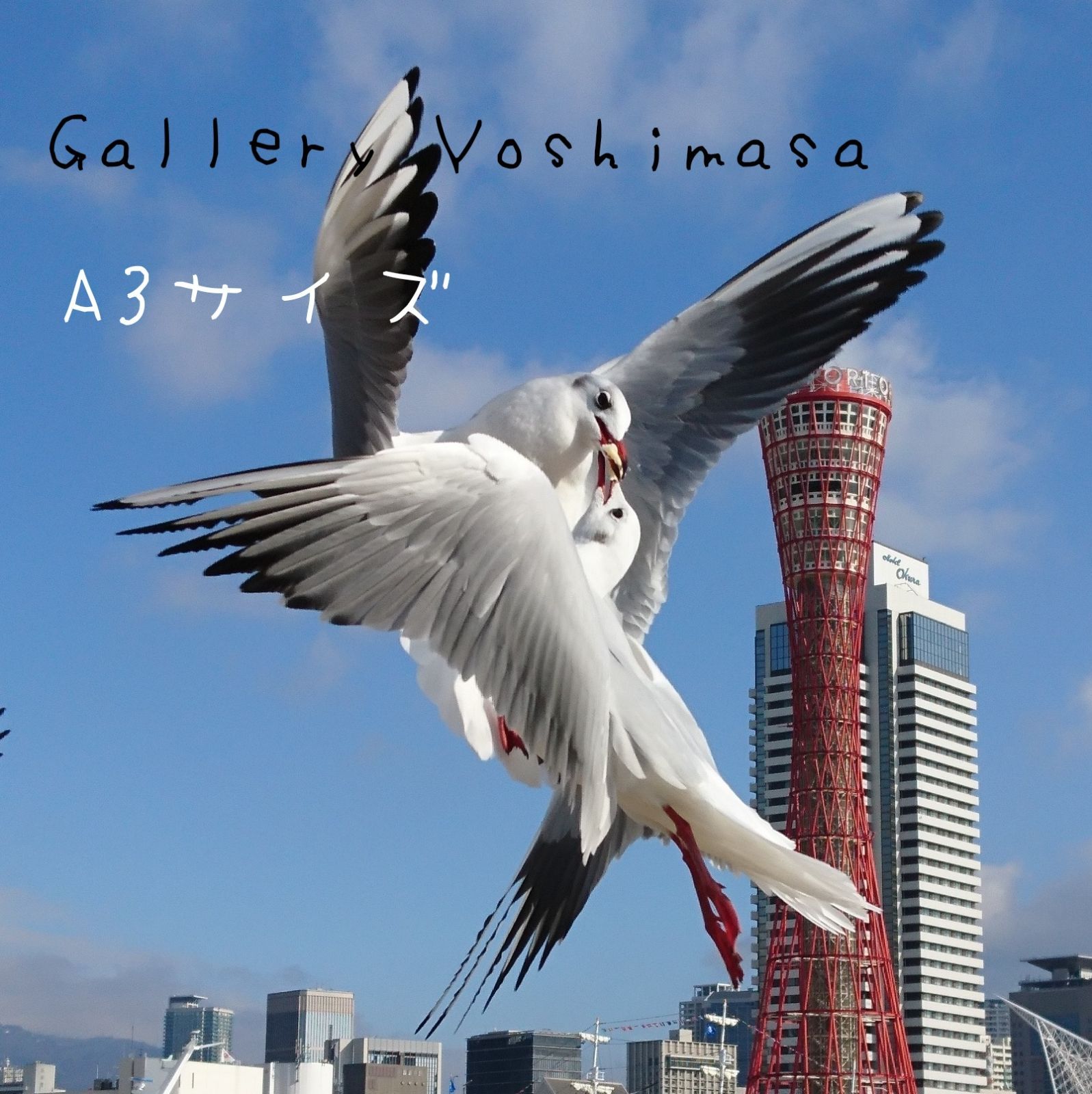 みなと神戸に咲く華 「ユリカモメ」 A3 サイズ光沢写真縦 写真のみ ...