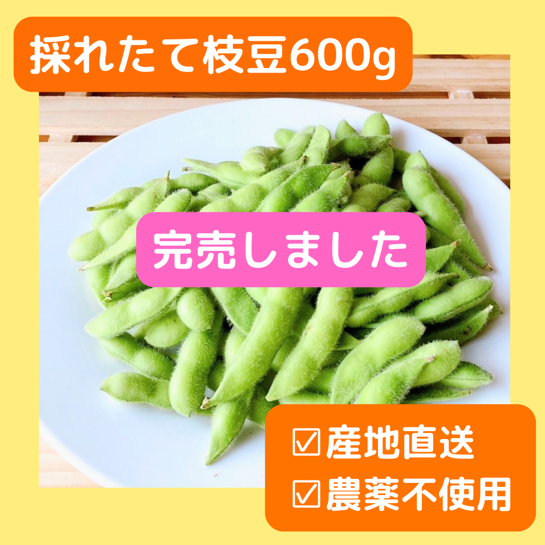 【完売しました】採れたて新鮮！茶豆風味の枝豆【神風香】600g｜栽培期間中農薬不使用｜産地直送｜送料込