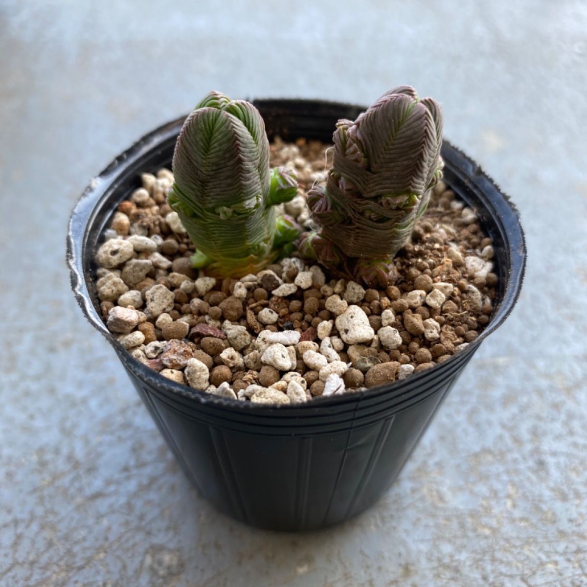 ダルマ緑塔　抜き苗 ダルマ緑塔 抜き苗