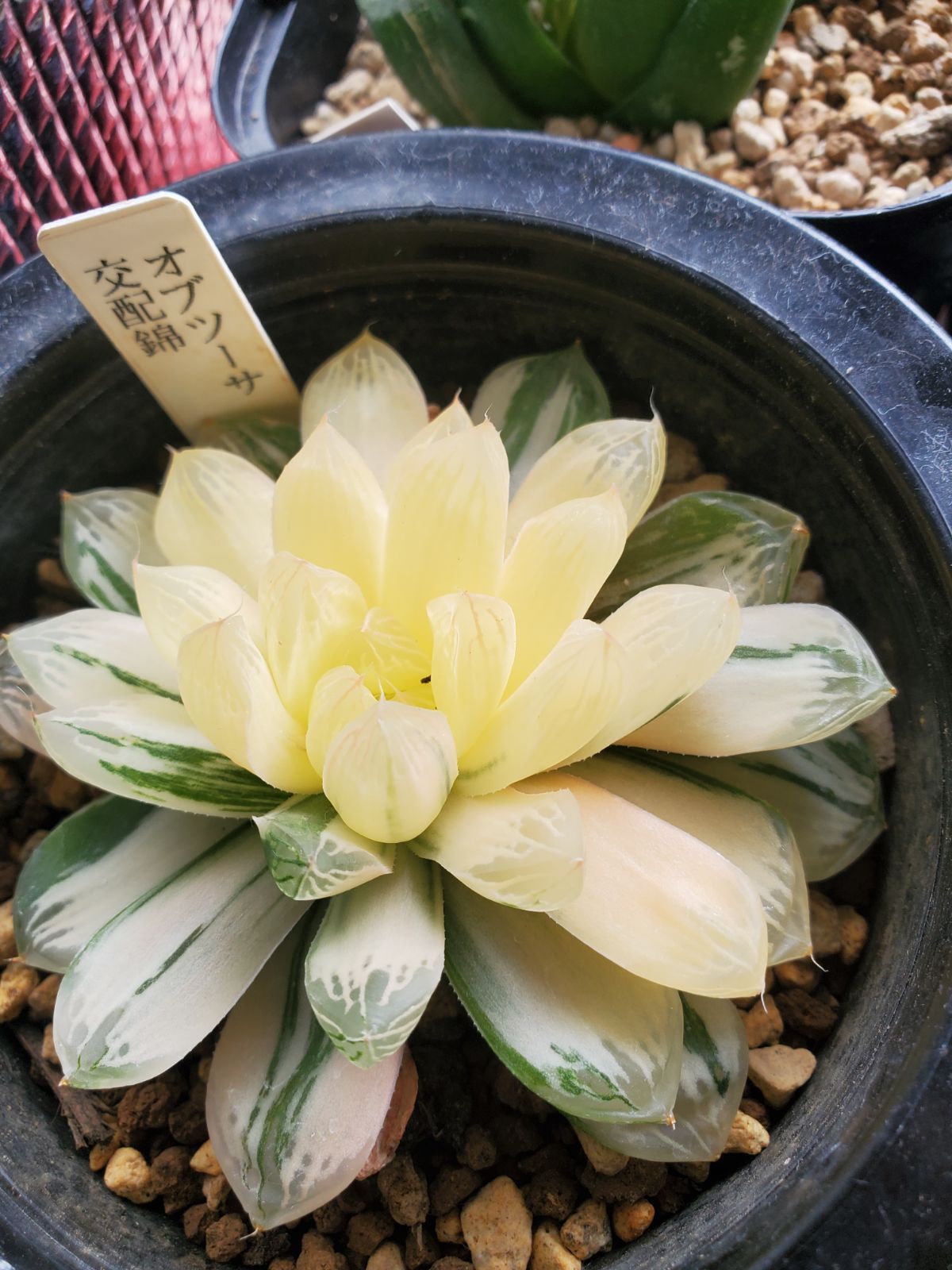 多肉植物☆ハオルチア オプツーサ交配種2 - 観葉植物