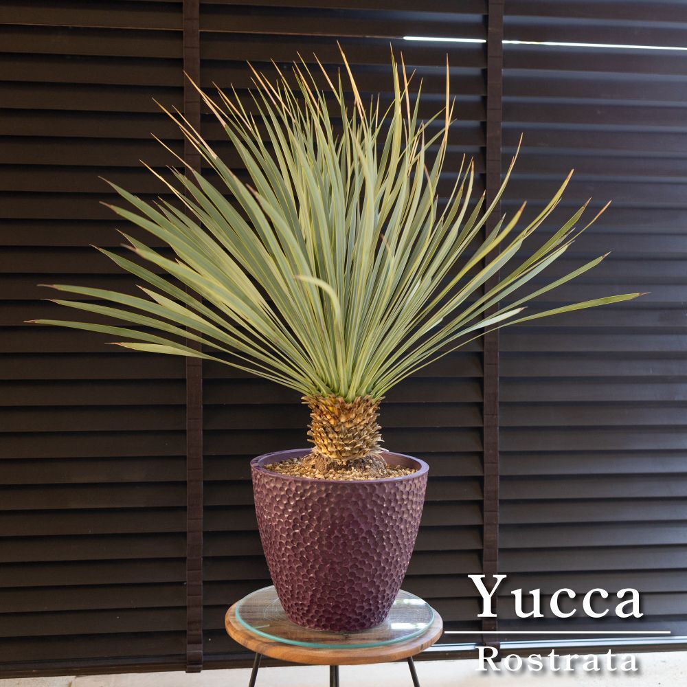 ユッカ ロストラータ Rostrata 細葉 陶器鉢 株立ち 観葉植物