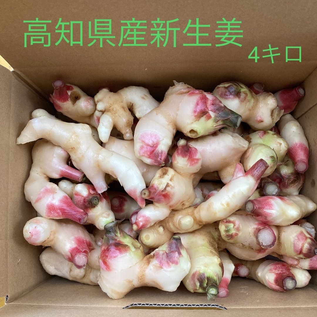 ダイゾー ナチュラル 農家直送 高知県産新生姜 4kg 通販