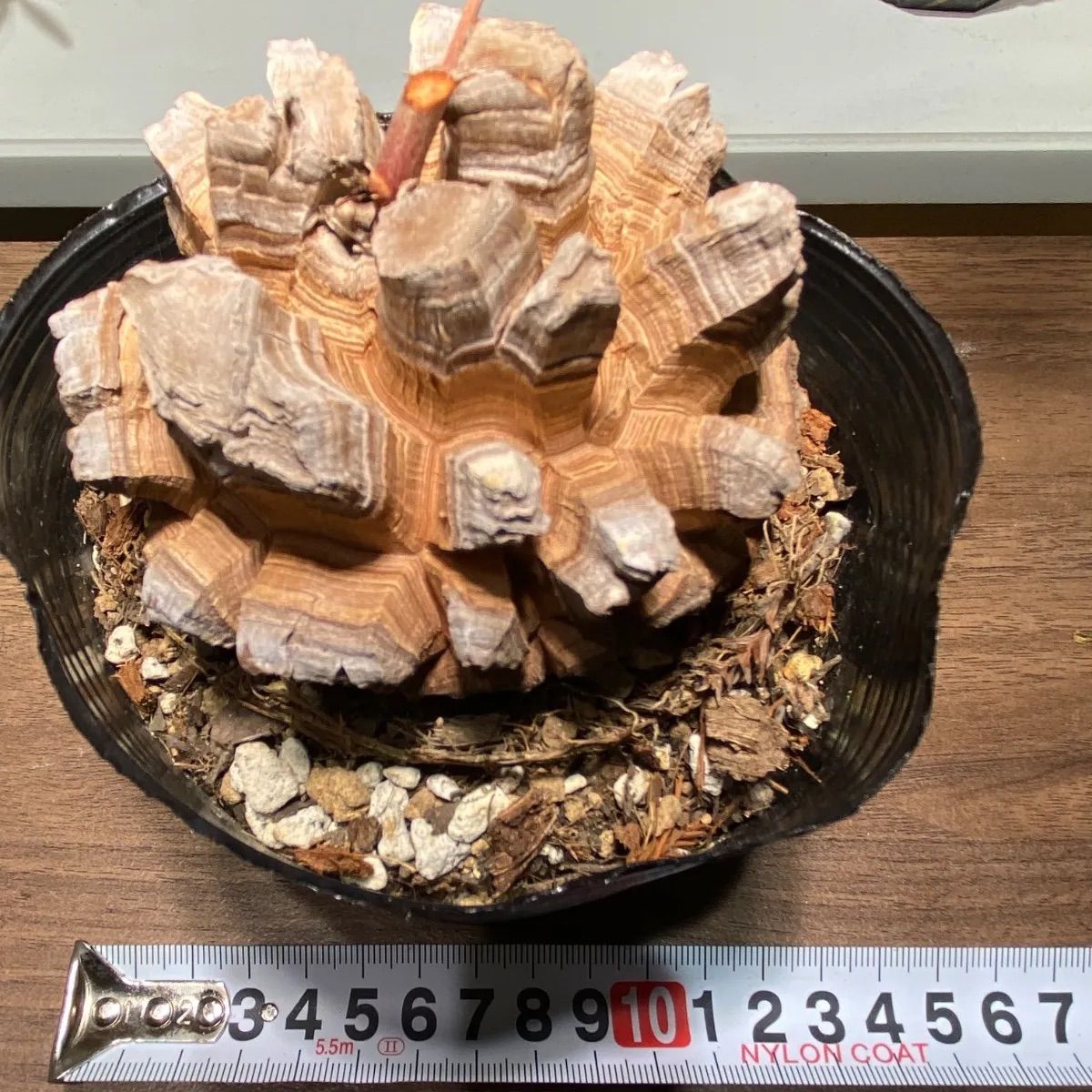 長谷川亀甲竜 4寸 キーホルダー付属 - メルカリ