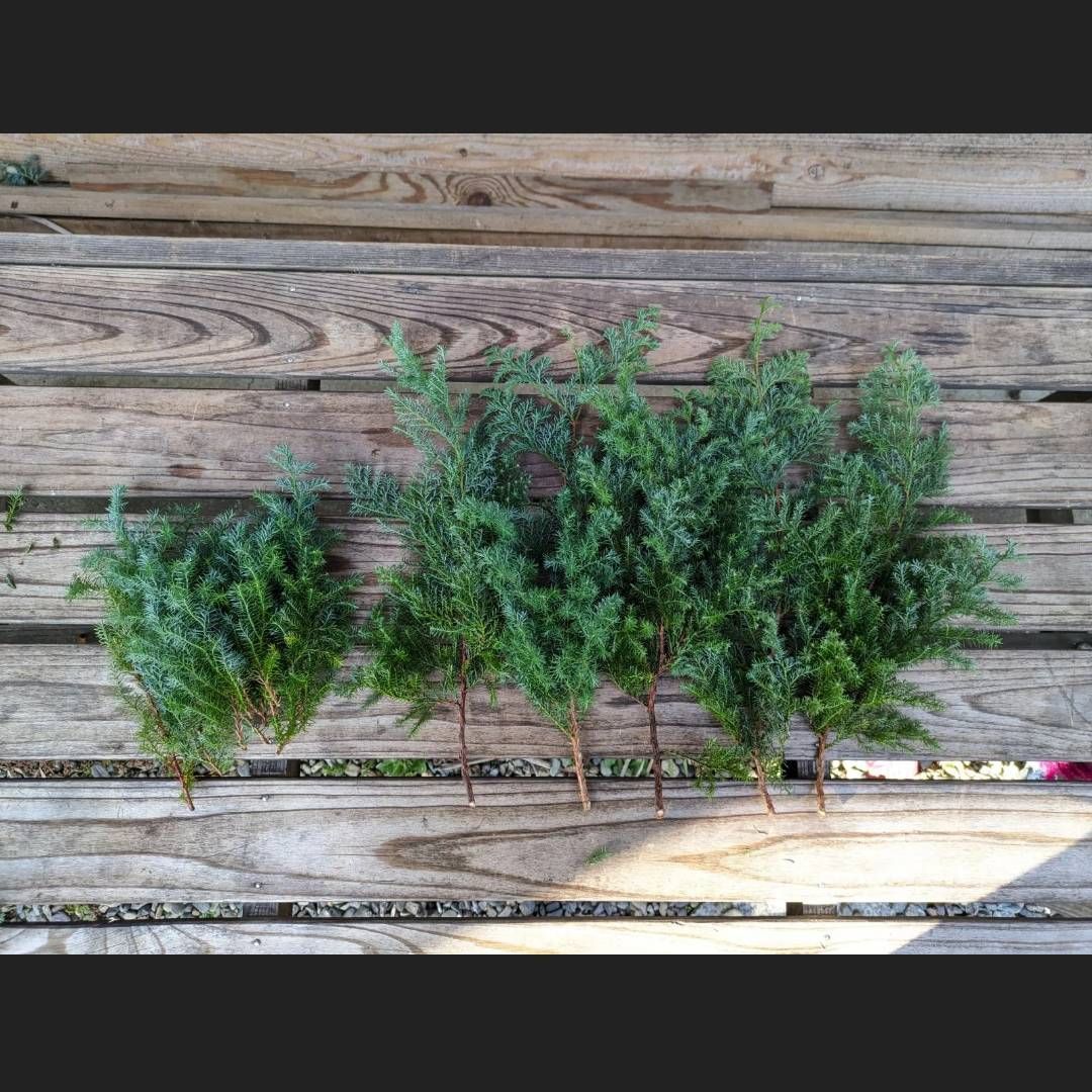 ヒムロスギ サツマスギ 薩摩杉 フレッシュ花材 リース＆スワッグに