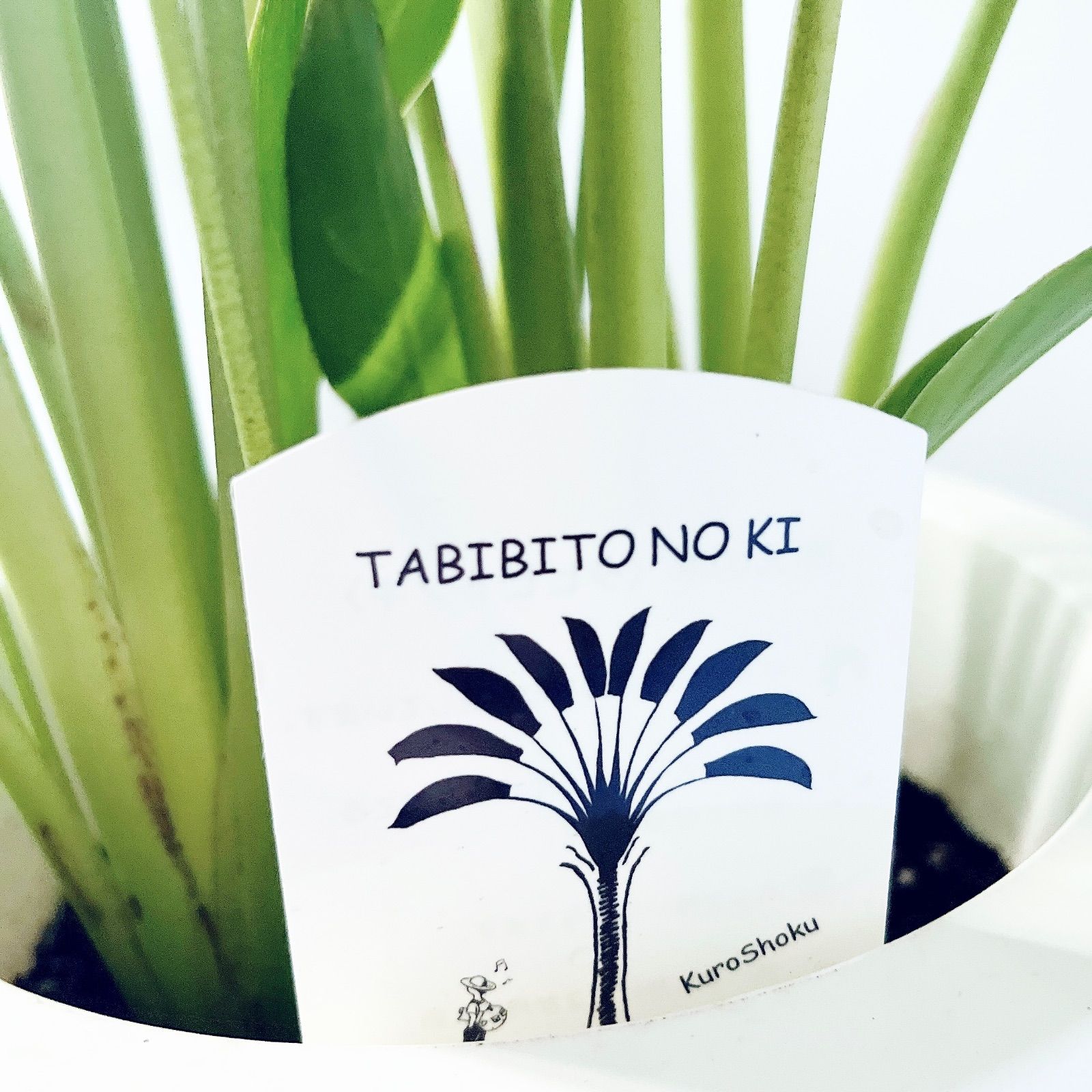 タビビトノキ 5株植え＊美葉