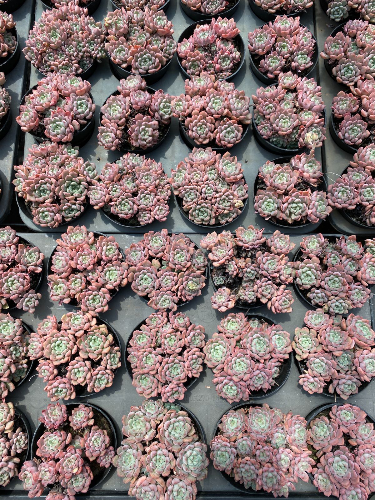 ZM1688×40 キュートバブル群生 抜き苗 多肉植物 アエオニウム エケベリア 韓国苗