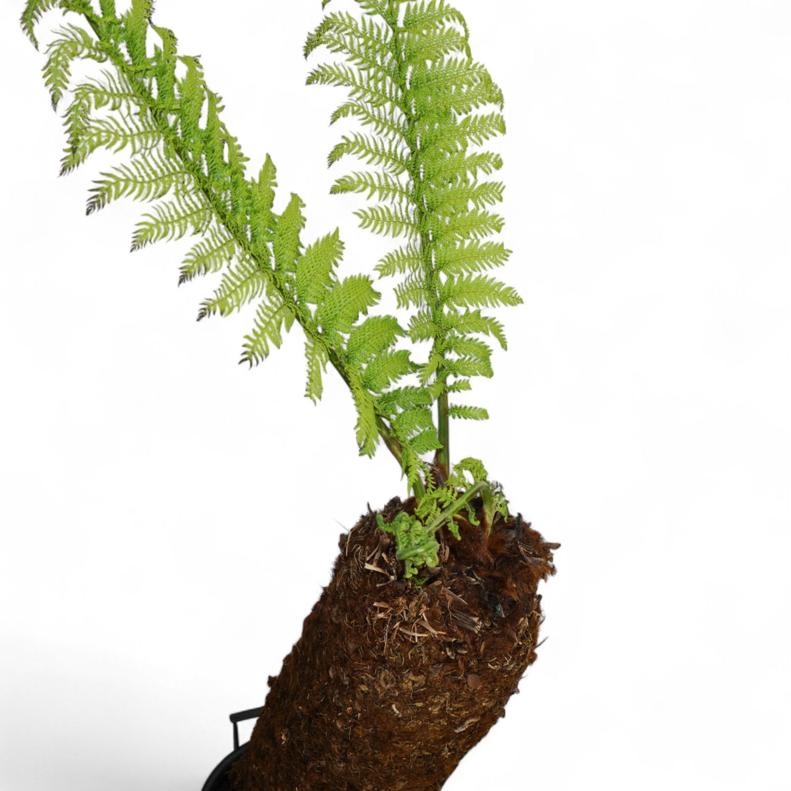Dicksonia antarctica ディクソニア アンタルクティカ 2 木性シダ 全高