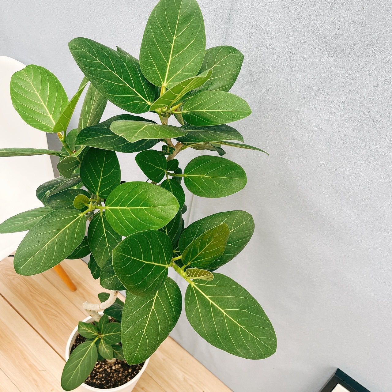 ［現品］☆人気☆ K フィカス　ベンガレンシス　曲がり　8号　観葉植物　室内 現品］33番 フィカス ベンガレンシス 曲がり 8号 観葉植物 室内