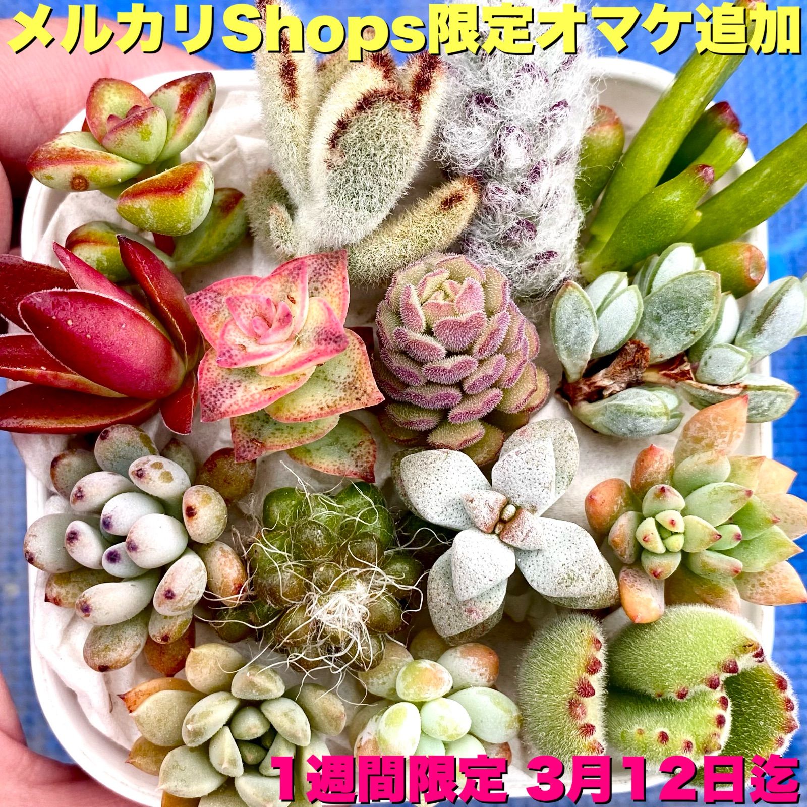 1多肉植物 カット苗 15品種 - その他多肉植物