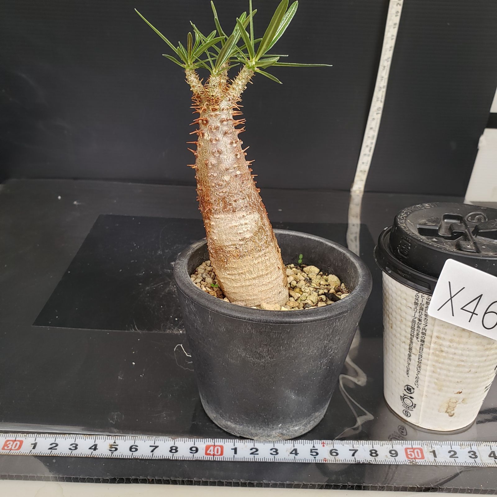 A37超特選！手乗りサイズ！多頭形！短枝！パキポディウムグラキリス