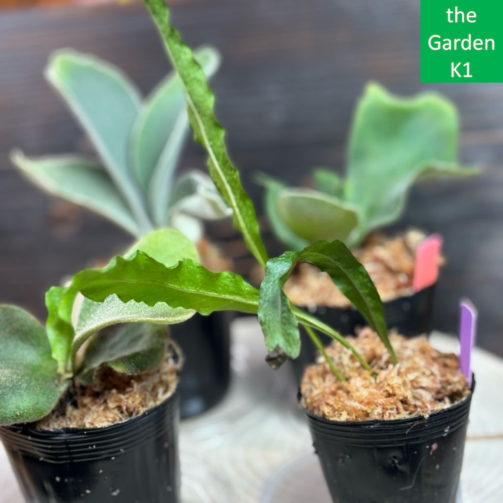 ビカクシダ　３種セット ビカクシダ 3株セット