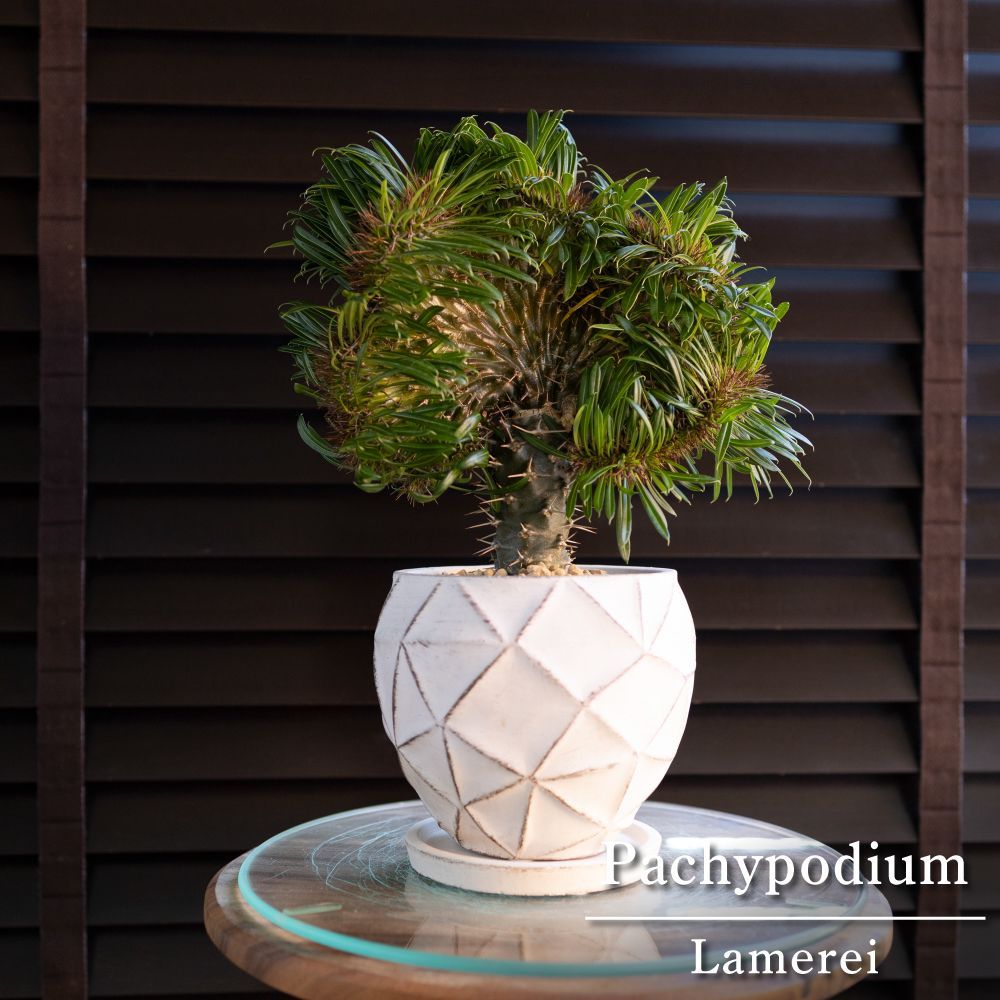 ネグレクタ ブラックスキン ソマリア産のインボイスで 入荷の極太