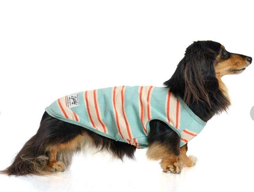 LIFELIKE ライフライク 犬服 サマーボーダータンク 6号 サックス 犬用