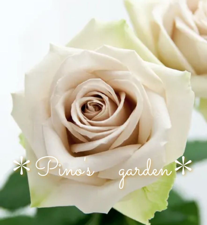 Yami_rosé」 切り花品種バラ苗 2点 Yami_rosé」 切り花品種バラ苗 2点