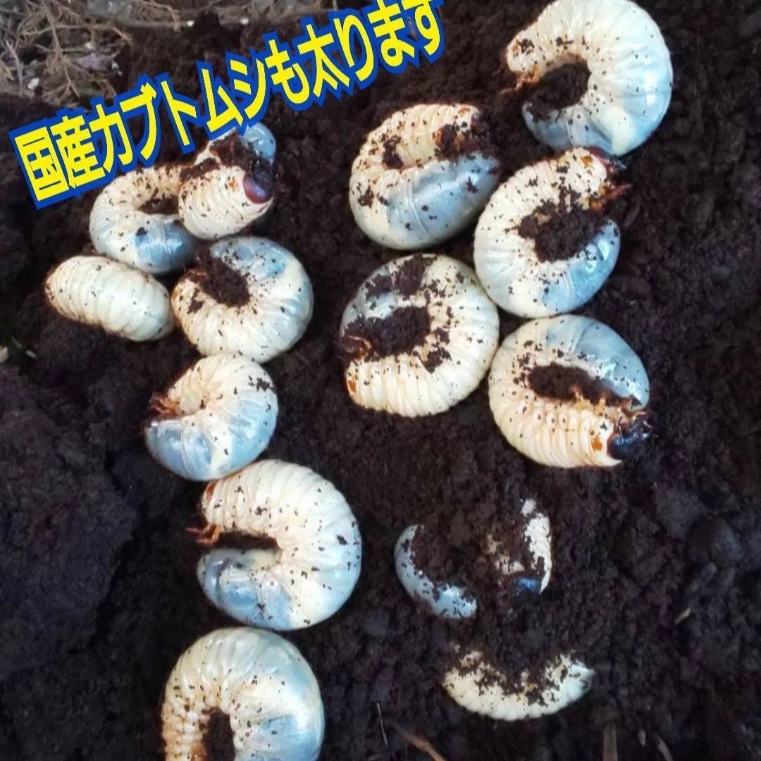 カブトムシ幼虫の栄養強化に！キクラゲ菌床ブロックマットに埋め込むだけ