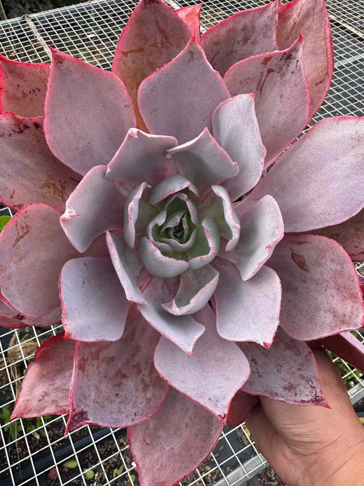 ZAN33×6 バンカ 抜き苗 多肉植物 アエオニウム エケベリア 韓国苗