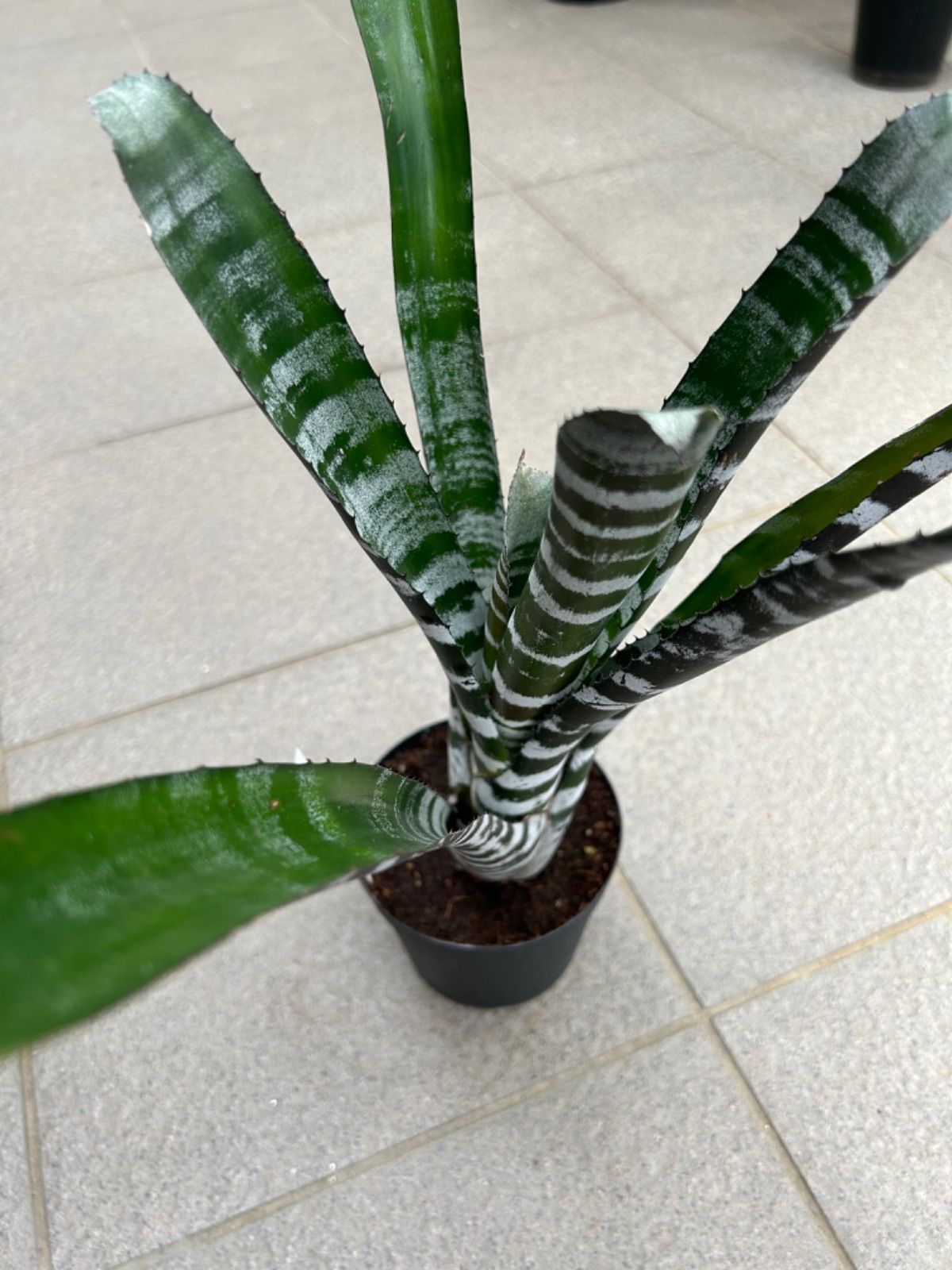 G0105 アガベ チタノタ 海王 シーキング Sea king オテロイ 人気品種