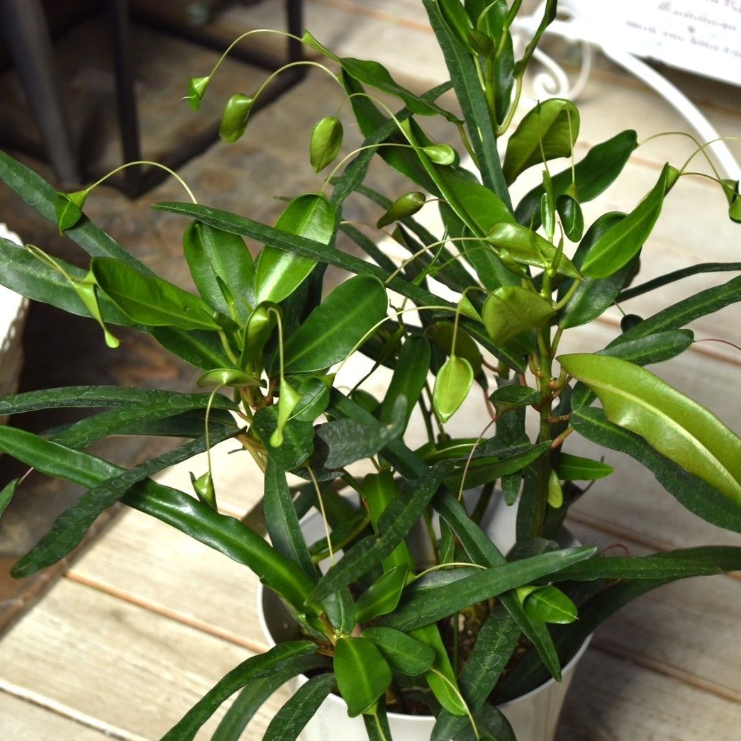 クワズイモ⭐️斑入り クワズイモ斑入り アロカシアククラータ斑入り