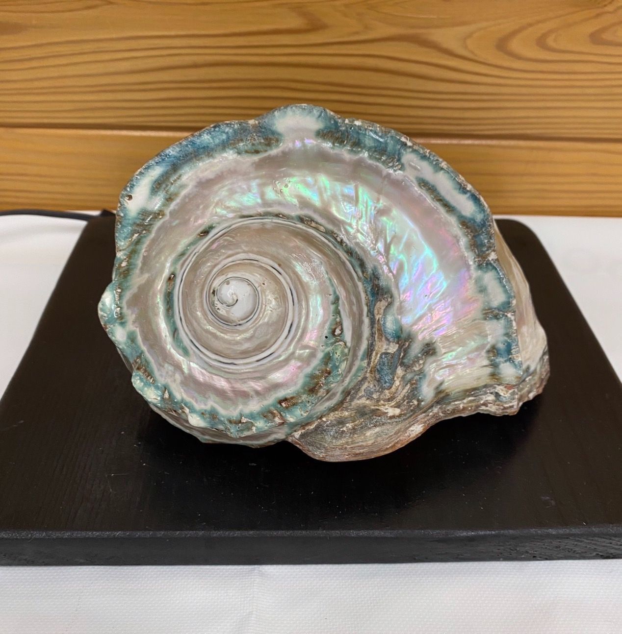 夜行貝　貝がら　奄美大島 奄美大島産の夜光貝(やこうがい)1.7kgサイズ：鹿児島県産のその他貝類