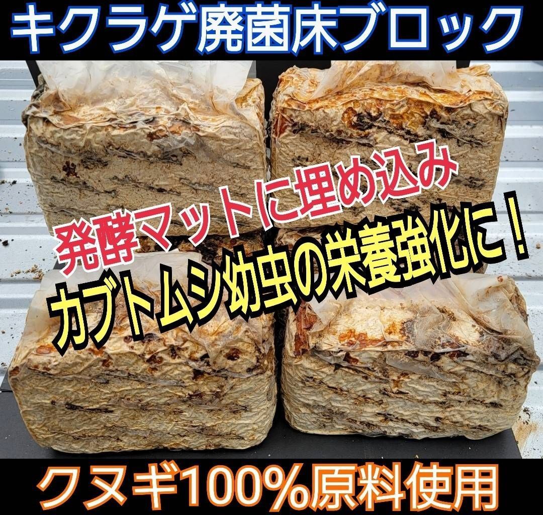 カブト幼虫の栄養強化！発酵マットに埋め込むとサイズアップ☆キクラゲ