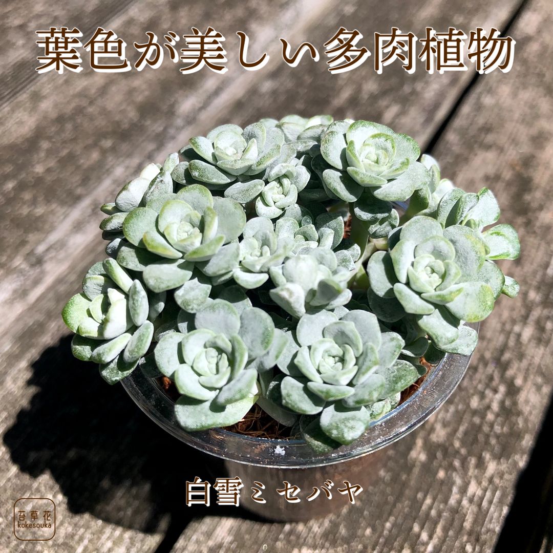 白雪ミセバヤ 多肉植物 - 苔草花 - メルカリ