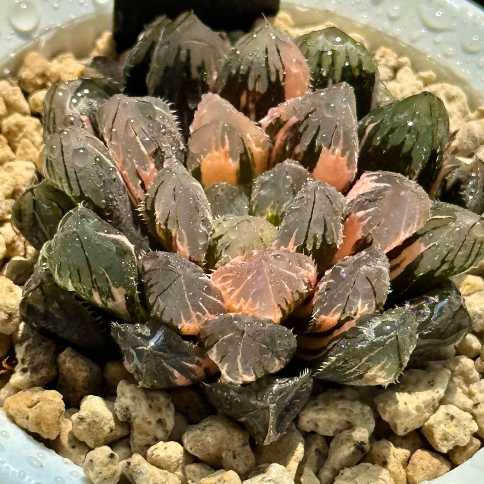 7番　リトープス　ステインケアナ　翠蛾　C388 双頭　種子付き 7番 リトープス ステインケアナ 翠蛾 C388 双頭 種子付き