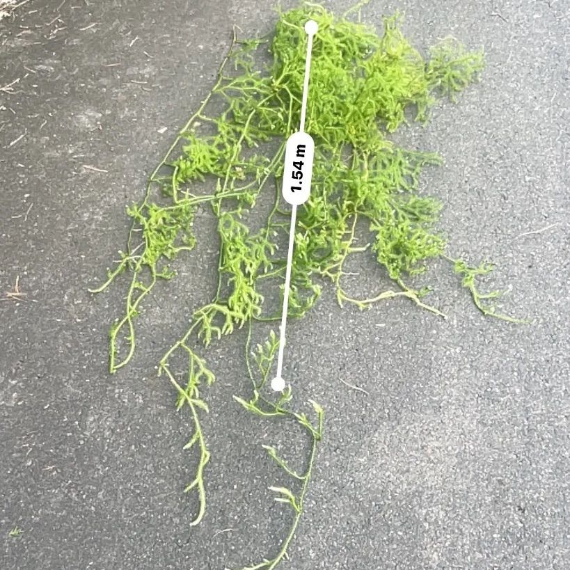 花材ꕤヒカゲノカズラꕤフレッシュ 大容量80サイズ 花材ꕤヒカゲノカズラꕤフレッシュ 大容量80サイズ