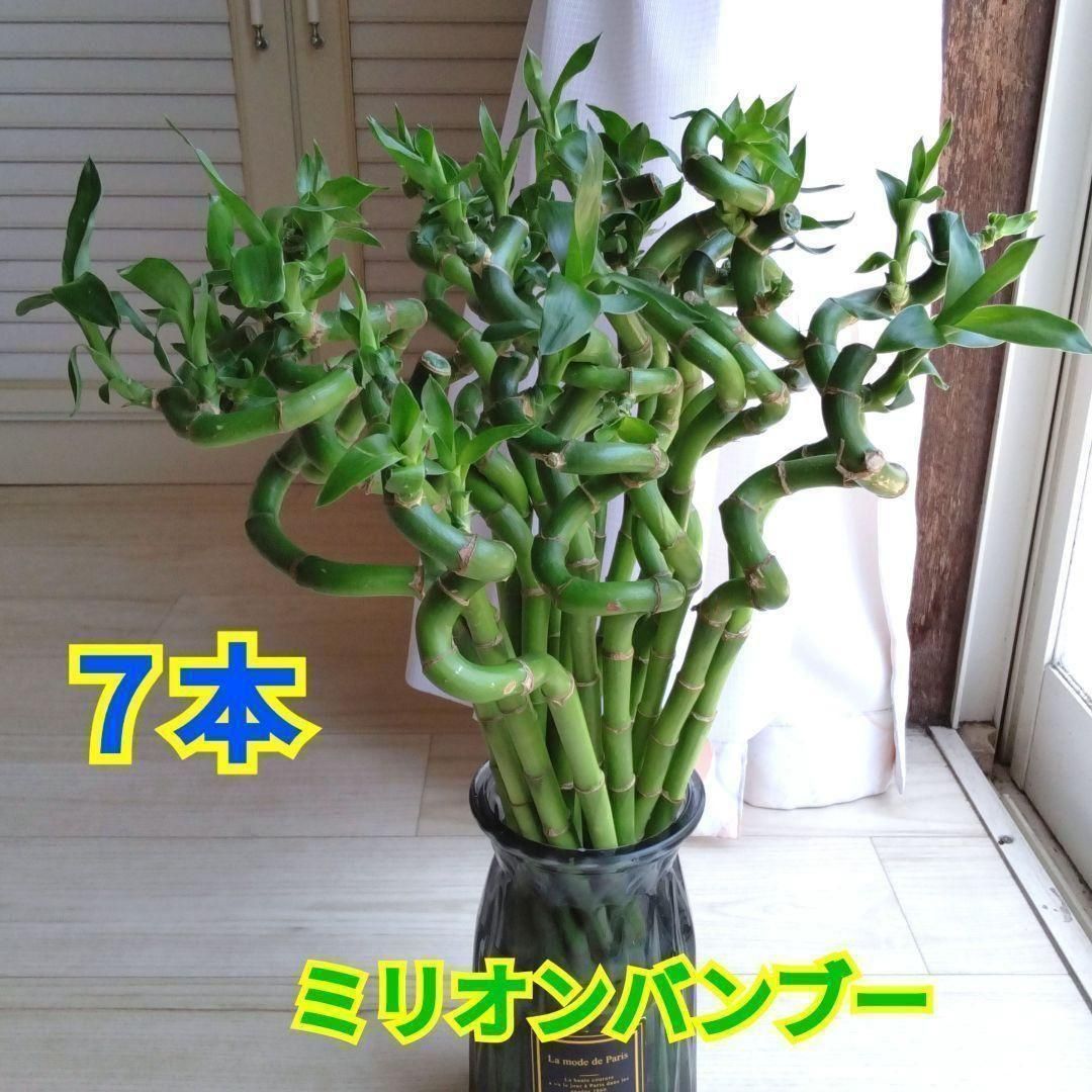 百貨店福袋 ミリオンバンブー☆開運竹☆スパイラル7本セット☆40〜50cm その他観葉植物