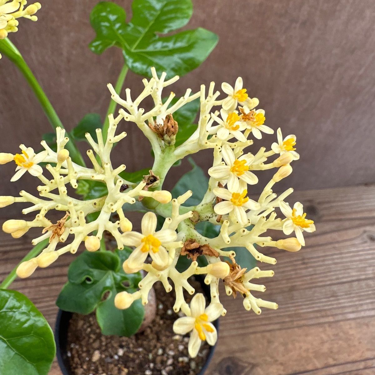 サンプル】ヤトロファ ポダグリカ 黄色花 Jatropha podagrica