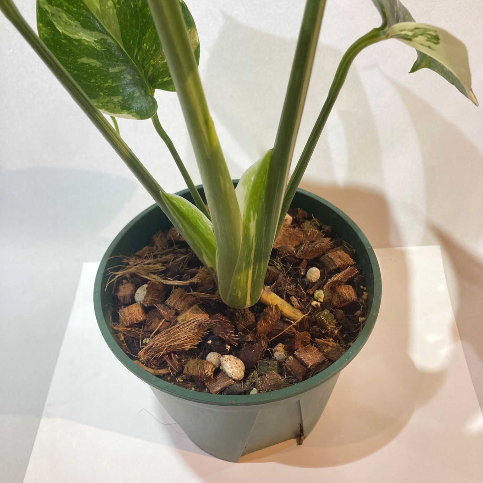 斑入りモンス！ モンステラ・タイコンステレーション 5号 - メルカリ