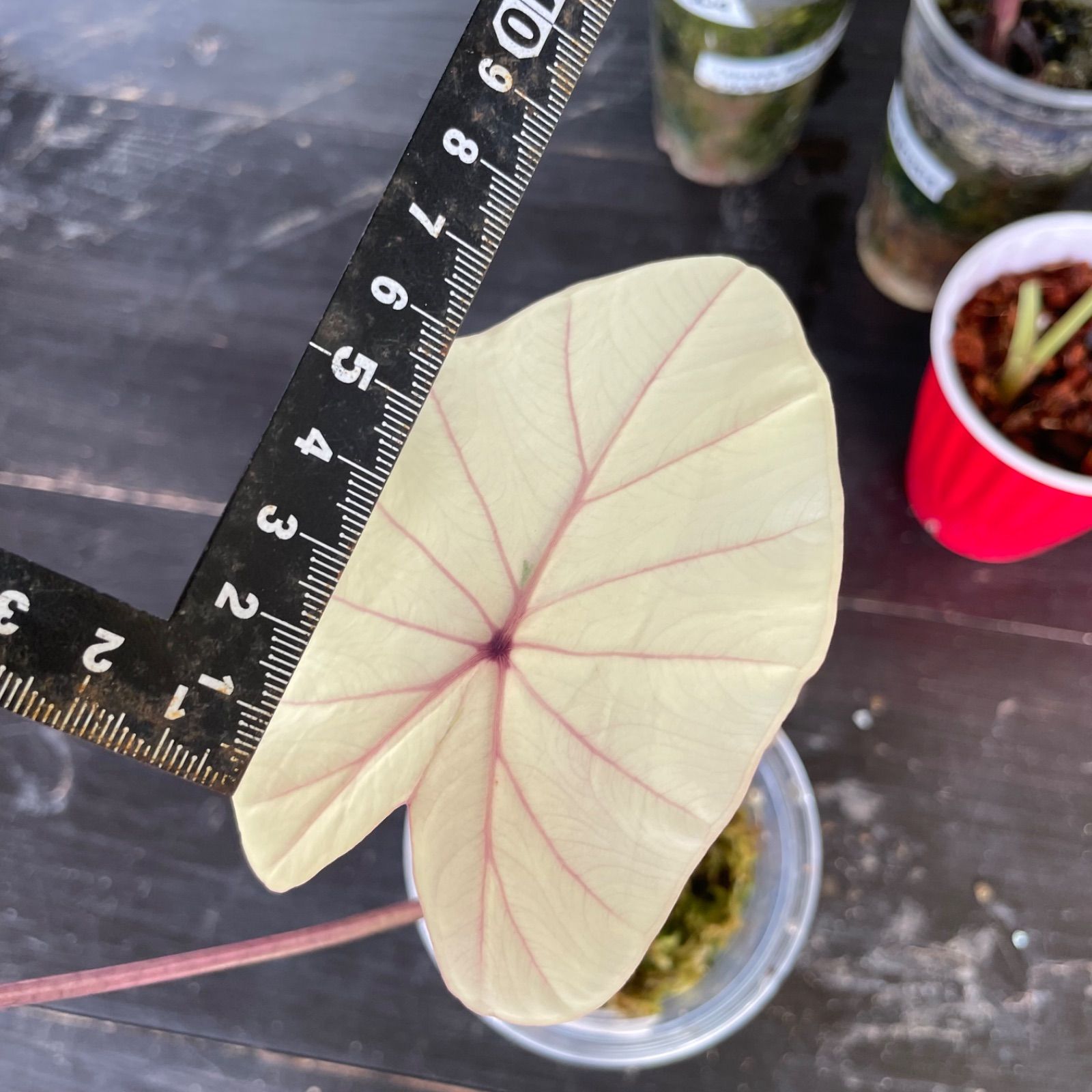 希少 コロカシア ピンクサファイア Pink Sapphire 観葉植物 Colocasia esculenta 'Pink Sapphire' - Tropics @Home