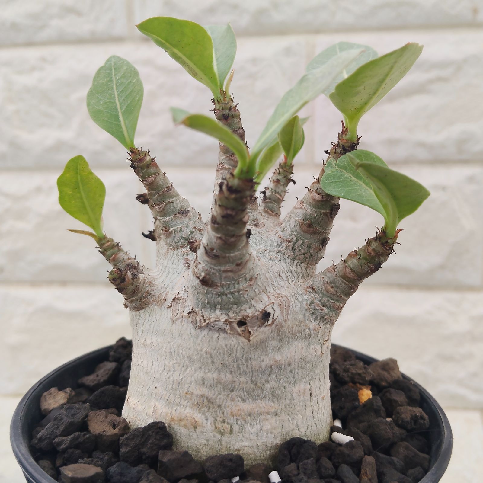 エルビス・プレスリー 1988 R&R ビンテージ モノクロラメ Tシャツ XL