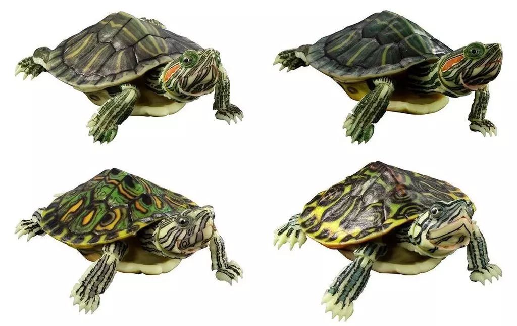 トレーディングフィギュア 全4種セット いきもの大図鑑アドバンス カメ01