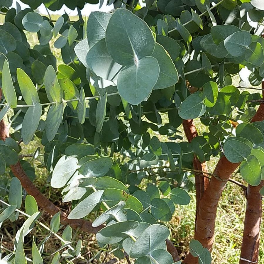 ユーカリサイダーガム ロングリーフ 銀世界 フレッシュ詰め合わせ