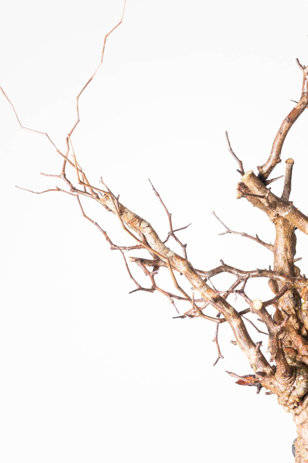 MP240 オペルクリカリア パキプス コーデックス ベアルート株 - メルカリ