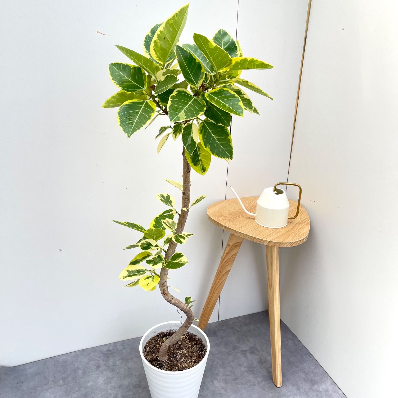 フィカス アルテシマ 曲がり 4 現品 観葉植物 室内 大型