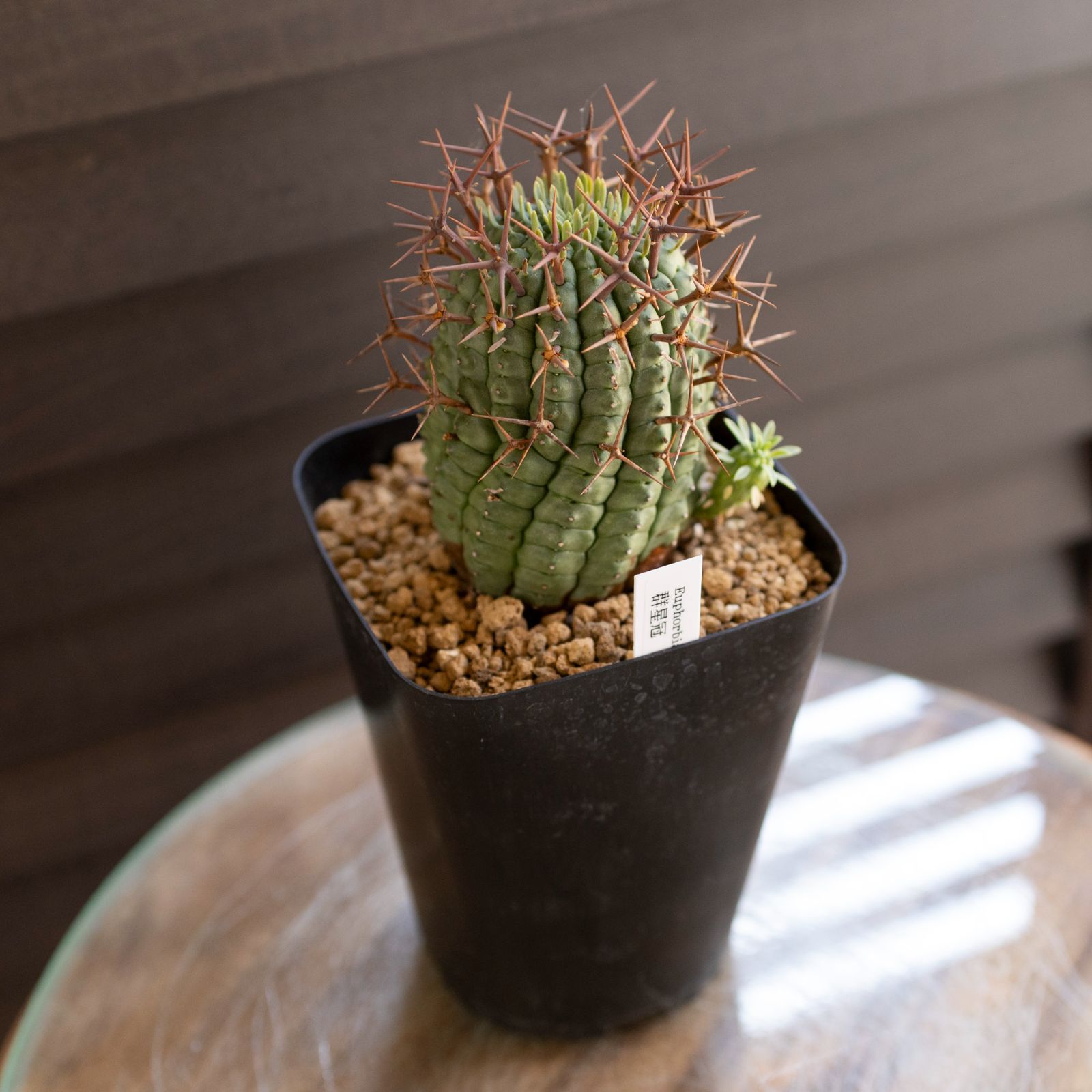 ユーフォルビア 群星冠　錦　子株付き　2.5号 ユーフォルビア 群星冠錦 カキコ Euphorbia stellispina f. varie